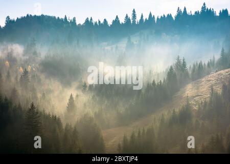 Nebel über dem Fichtenwald auf dem Hügel. Geheimnisvolles nebliges Wetter am Morgen. Fantastische Berglandschaft Stockfoto