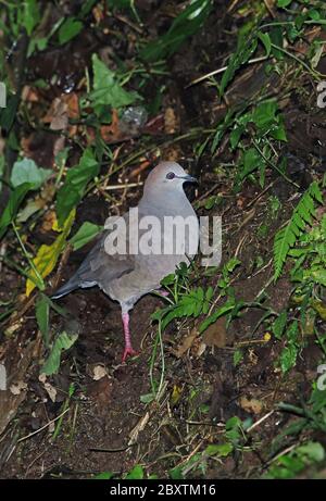 Graukestentaube (Leptotila cassinii cerviniventris) Erwachsene stehend auf steilen Hang Panacam, Honduras Februar 2016 Stockfoto