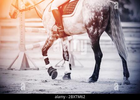 Hufe eines schönen grauen Pferd mit einem Reiter im Sattel, der auf einer sandigen Arena, wo es eine Barriere für Springreiten comp Stockfoto