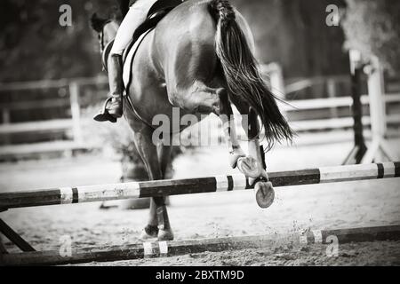 Schwarz-Weiß-Bild eines Sportpferdes mit einem langen Schwanz, der bei einem Springturnier schön über eine Schranke springt. Rückansicht. Stockfoto