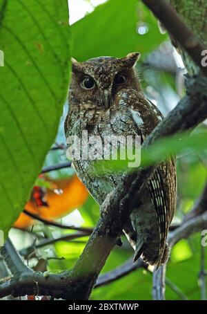 Guatemaltekische Screech-Eule (Megascops guatemalae guatemalae) Erwachsene auf Ast nach Regen naß gesetzt Pico Bonito, Honduras Februar 2016 Stockfoto