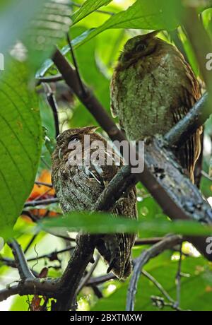 Guatemaltekische Screech-Eule (Megascops guatemalae guatemalae) Paar in Baum Pico Bonito, Honduras Februar 2016 Stockfoto