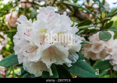 Ein Makrofoto von weißen Rhododendron-Blüten. Stockfoto