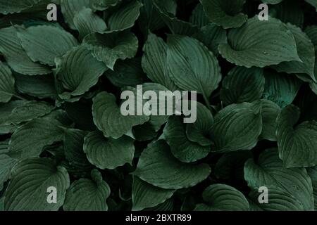 Hosta-Werk. Grüne Blätter. Natürlicher grüner Hintergrund. Große große Blätter einer Gartenpflanze. Stockfoto