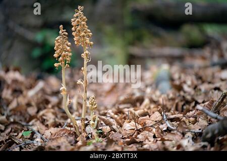 Vogelnest Orchideen in Buchenwald. Seinen Namen erhält er von seinem nistartigen Wurzelgewirr. Stockfoto