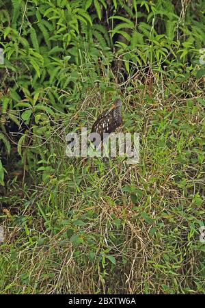 Limpkin (Aramus guarauna dolosus) Erwachsener steht auf Vegetation Cuero y Saldo, Honduras Februar 2016 Stockfoto