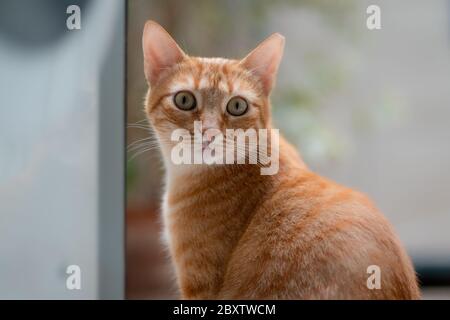 Braune gestromte Katze mit grünen Augen, schaut überrascht zurück Stockfoto