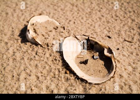 AN LAND gewaschen: Vom Atlantik eingespülte Muscheln liegen an einem Sandstrand. Stockfoto