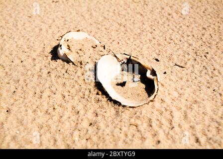 AN LAND gewaschen: Vom Atlantik eingespülte Muscheln liegen an einem Sandstrand. Stockfoto