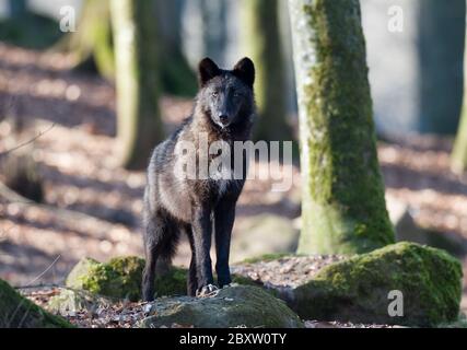 Timberwolf oder grau-Wolf, Canis Lupus, usa Stockfoto