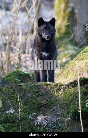 Timberwolf oder grau-Wolf, Canis Lupus, usa Stockfoto