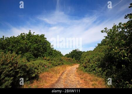 Ein Weg über die Hochlage von Wiveton Downs SSSI Gletschergebiet und Naturschutzgebiet in North Norfolk in Wiveton, Norfolk, England, Großbritannien, Europa. Stockfoto