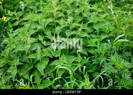 Frische Brennnesselblätter. Dickicht von Brennnesseln. Brennnessel mit grünen Blättern wächst im Boden. Stockfoto