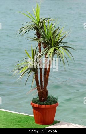 Grüne Palme in den Topf. Stockfoto
