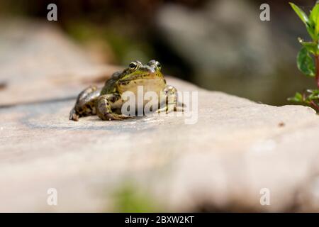 Selektiver Fokus des iberischen Grünfrosches (Pelophylax perezi), Sonnenbaden auf einem Felsen. Spanien Stockfoto