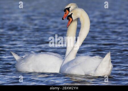 Höckerschwäne Stockfoto