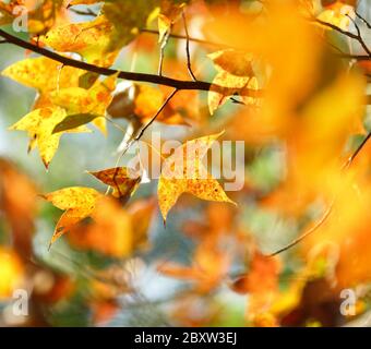 Herbstblätter Nahaufnahme Hintergrund Stockfoto