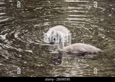 Zwei niedliche Schwanencygnets (stumme Schwäne, Cygnus color) schwimmen im Teich in Rastatt, Deutschland Stockfoto