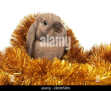Zwerg-Kaninchen in die Weihnachts-Lametta. Stockfoto