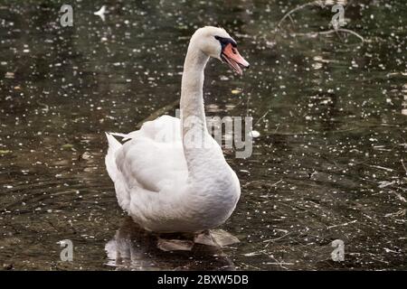 Der stumme Schwan (Cygnus olor) watscht im Wasser und macht bedrohlichen Lärm für die Verteidigung und den Schutz der Zygnet Stockfoto