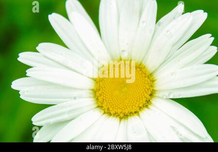 Blühendes Gänseblümchen in einem Blumenbeet Nahaufnahme Stockfoto