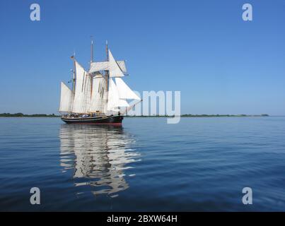 Großsegler Stockfoto