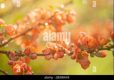 Orangenzweig der japanischen blühenden Quitte Nahaufnahme. Floraler Hintergrund. Orangefarbene japanische Quitten-Blüten. Japonica Chaenomeles. Blüte auf verschwommenem gree Stockfoto