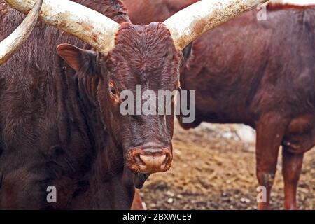 Ankole-Watusi. Auch als Ankole longhorn bekannt, ist eine Rasse von Rindern ursprünglich aus Afrika. Stockfoto