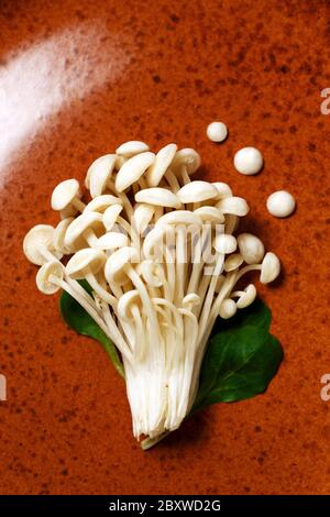 Enoki, Enokitake, Flammulina velutipes, essbare Pilze, die in der japanischen Küche beliebt sind. Haufen von kleinen weißen Pilzen auf Keramikplatte auf weißen serviert, Stockfoto