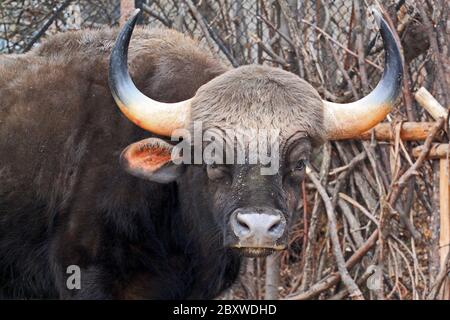 Bos gaurus. Der Kaur ist das größte Rind und stammt aus Südasien und Südostasien. Stockfoto