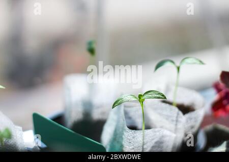 Gesprossene Tomatenkeimlinge in dünnen Säcken auf dem Wachsen nahe dem Fenster Stockfoto