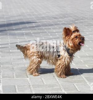 Langhaarige Yorkshire Terrier mit hervorstehender Zunge steht auf einem Pflaster Stockfoto