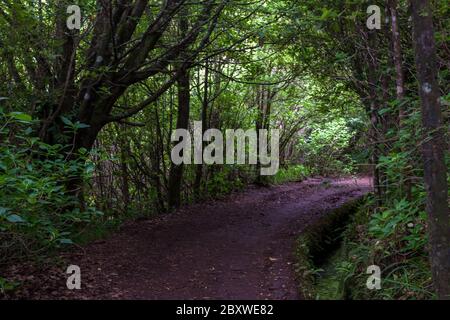 Weg durch den Wald entlang der Levada Stockfoto