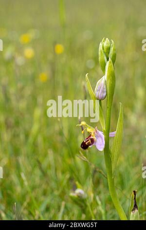 Nahaufnahme niedrigen Niveau marco anflug der Biene Orchidee Pflanze wächst wild in grünen Grasfeld Stockfoto