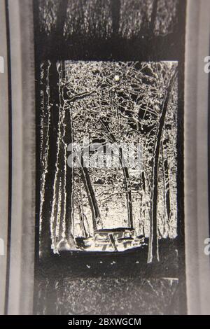 Feine 70er Jahre Vintage Kontakt Print schwarz-weiß extreme Fotografie von Bäumen glühen in den Wäldern. Stockfoto