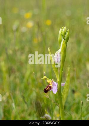 Nahaufnahme niedrigen Niveau marco anflug der Biene Orchidee Pflanze wächst wild in grünen Grasfeld Stockfoto
