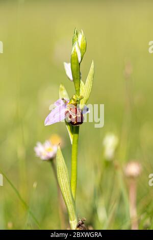 Nahaufnahme niedrigen Niveau marco anflug der Biene Orchidee Pflanze wächst wild in grünen Grasfeld Stockfoto