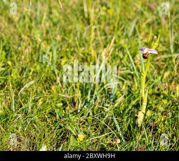 Nahaufnahme niedrigen Niveau marco anflug der Biene Orchidee Pflanze wächst wild in grünen Grasfeld Stockfoto