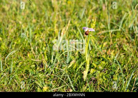 Nahaufnahme niedrigen Niveau marco anflug der Biene Orchidee Pflanze wächst wild in grünen Grasfeld Stockfoto
