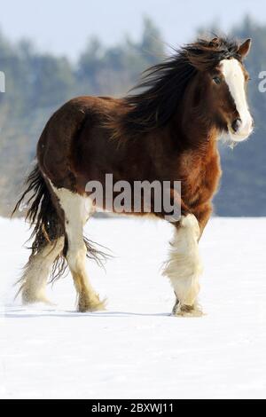 irischer Kob, Bastelpferd Stockfoto