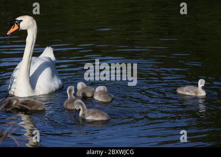 Schwäne und 9 Tage alte Cygnets Stockfoto