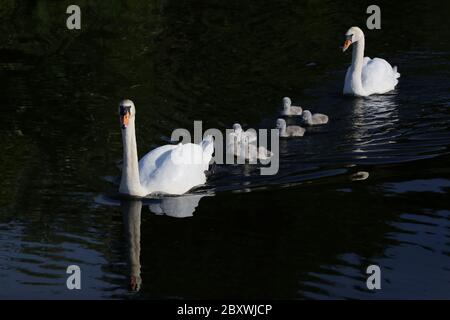 Schwäne und 9 Tage alte Cygnets Stockfoto