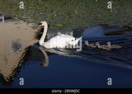 Schwäne und 9 Tage alte Cygnets Stockfoto