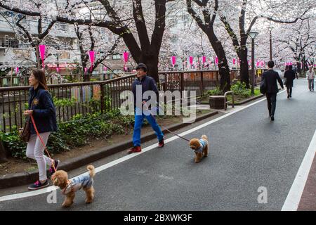 Menschen, die während der Kirschblütensaison am Meguro River entlang gehen, Tokio, Japan Stockfoto