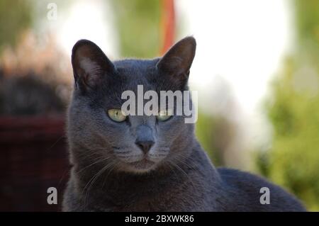 Russisch Blau Katze Stockfoto