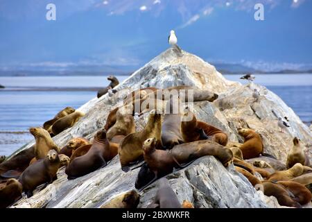 Eine Kolonie von Seelöwen im Beagle-Kanal in Argentinien, und ein paar Möwen. Stockfoto