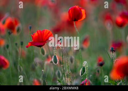 Hintergrund der ökologischen Landwirtschaft. Feld von wilden Mohnblumen Stockfoto