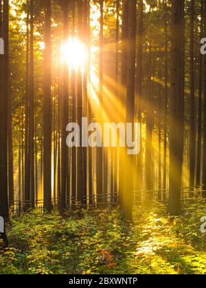 Sonnenaufgang im Wald. Sonnenstrahlen, die durch Bäume und Morgennebel scheinen. Stockfoto