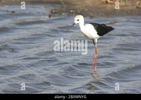 Himantopus himantopus, Schwarzflügelflügel-Neigung, Europa Stockfoto