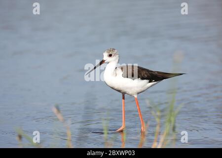 Himantopus himantopus, Schwarzflügelflügel-Neigung, Europa Stockfoto